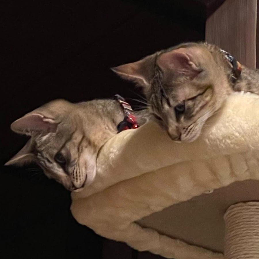 猫と犬 フーとクーとヒメ Youtube