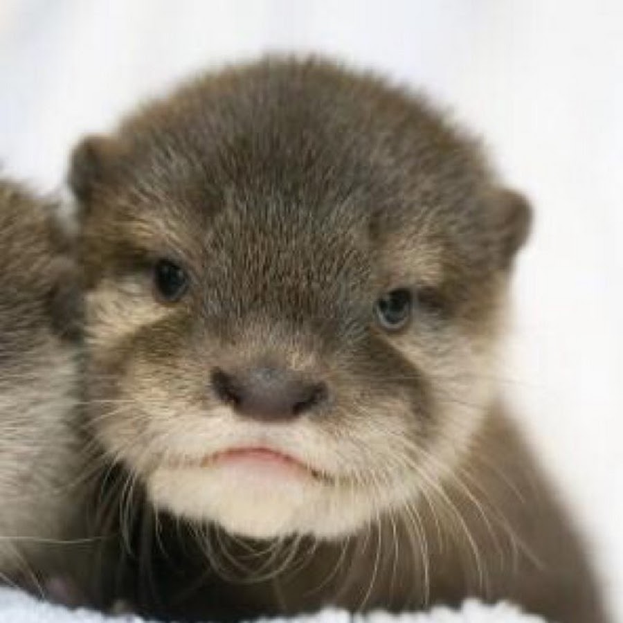 ウソカワ Youtube