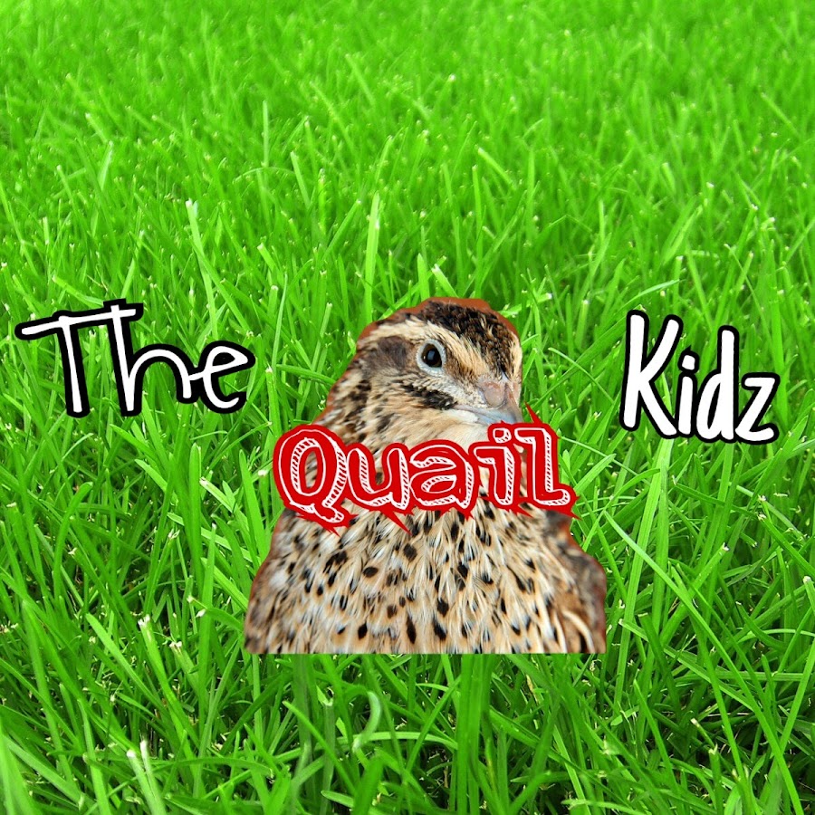 The Quail Kidz Avatar del canal de YouTube