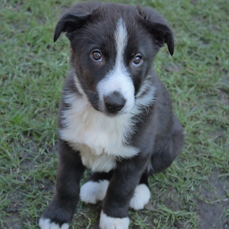 Zeus the Border Collie