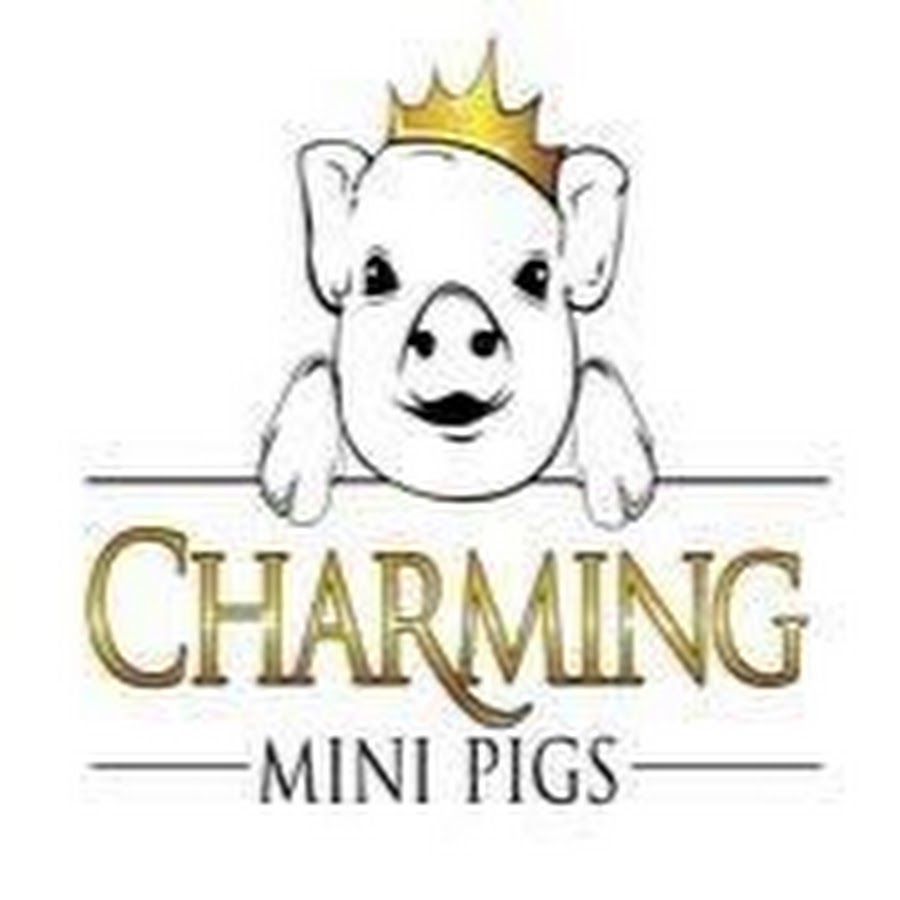 charmingminipigs رمز قناة اليوتيوب
