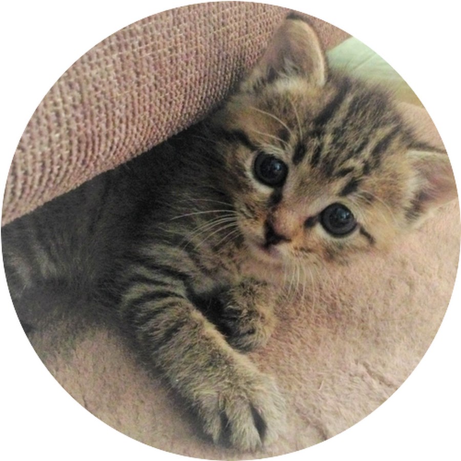 ネコ部長 Youtube