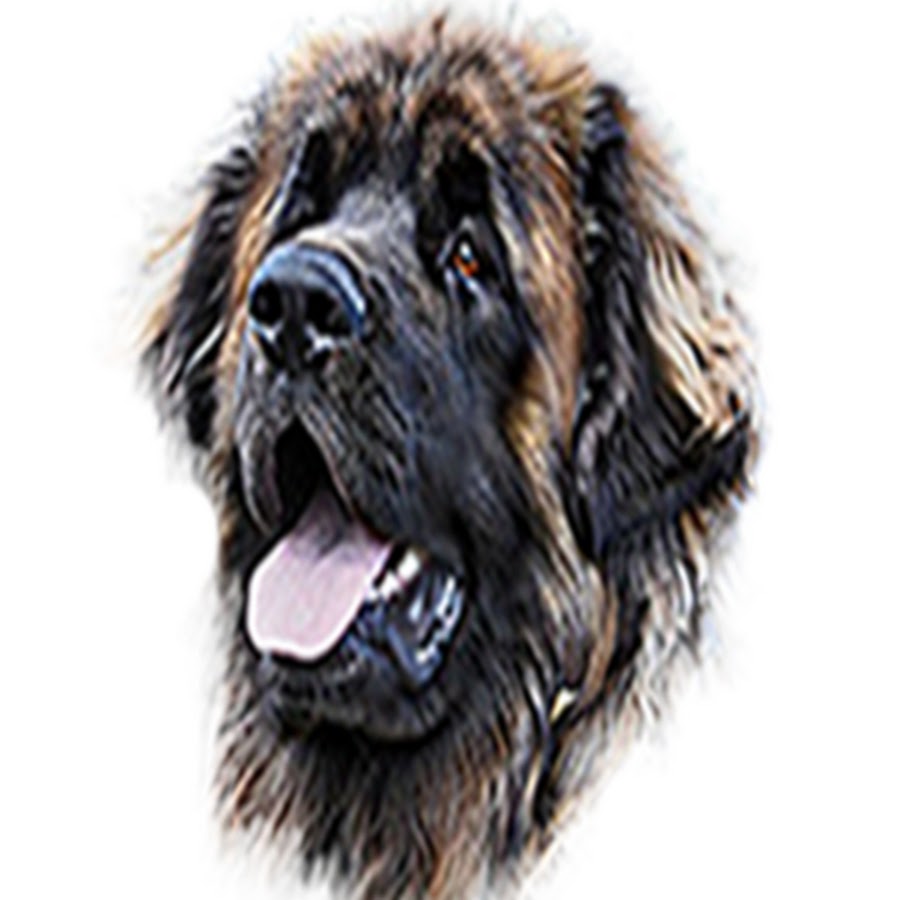 Hillhavenleonbergers YouTube channel avatar