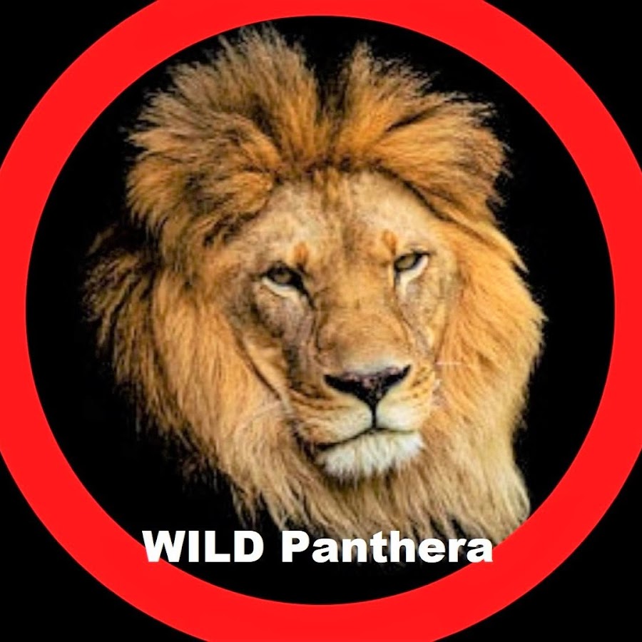 Wild Panthera Awatar kanału YouTube
