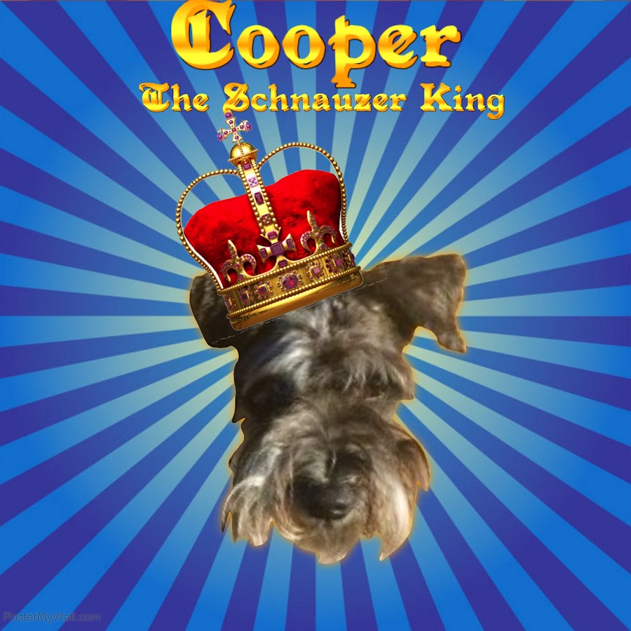 CooperTheSchnauzerKing YouTube channel avatar