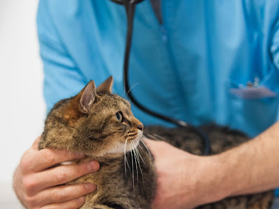 Meilleure collection clinique vétérinaire mon chat et moi 151769
