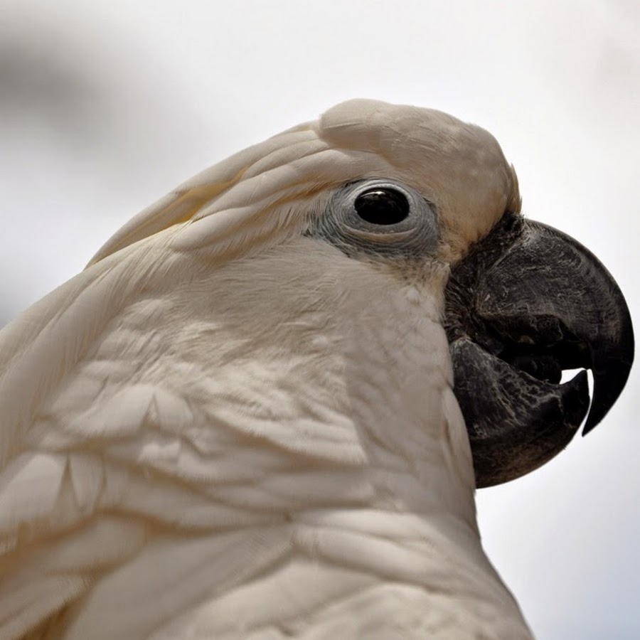 Buttons Cockatoo YouTube channel avatar