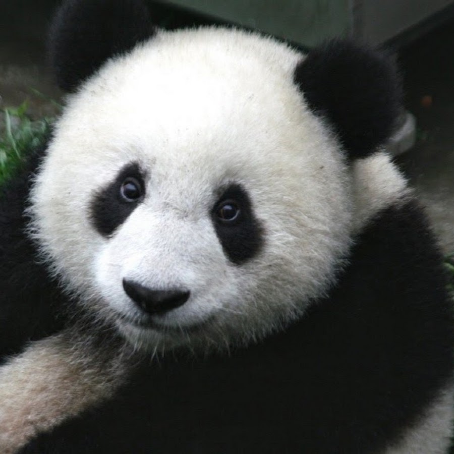Titrek Panda Avatar de chaîne YouTube