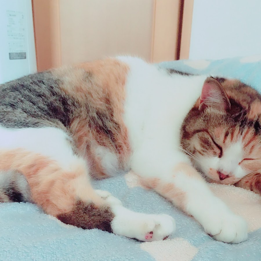 かえたんチャンネル Youtube