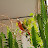 Parrot's mom