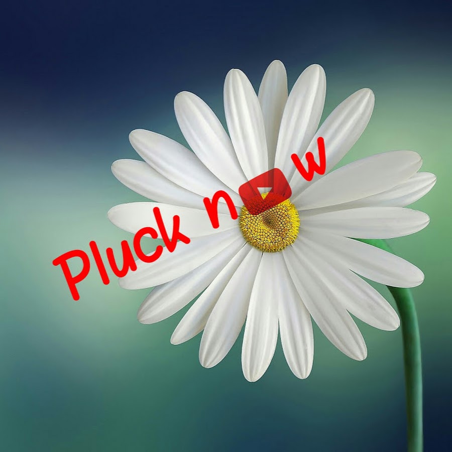 Pluck now رمز قناة اليوتيوب