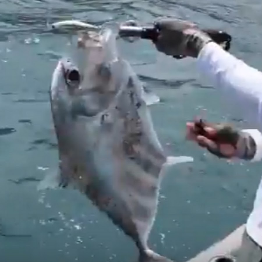 海外巨大魚釣り動画集 Youtube