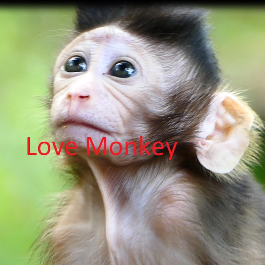 Lover Monkey Avatar canale YouTube 