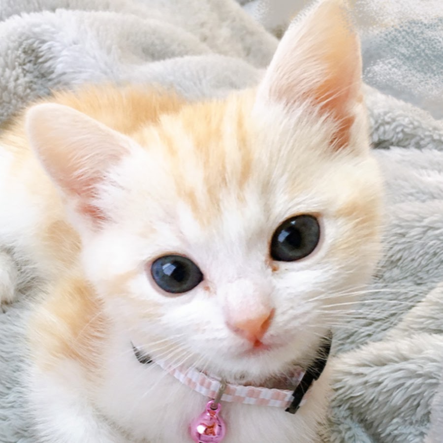 大谷和美 Youtube