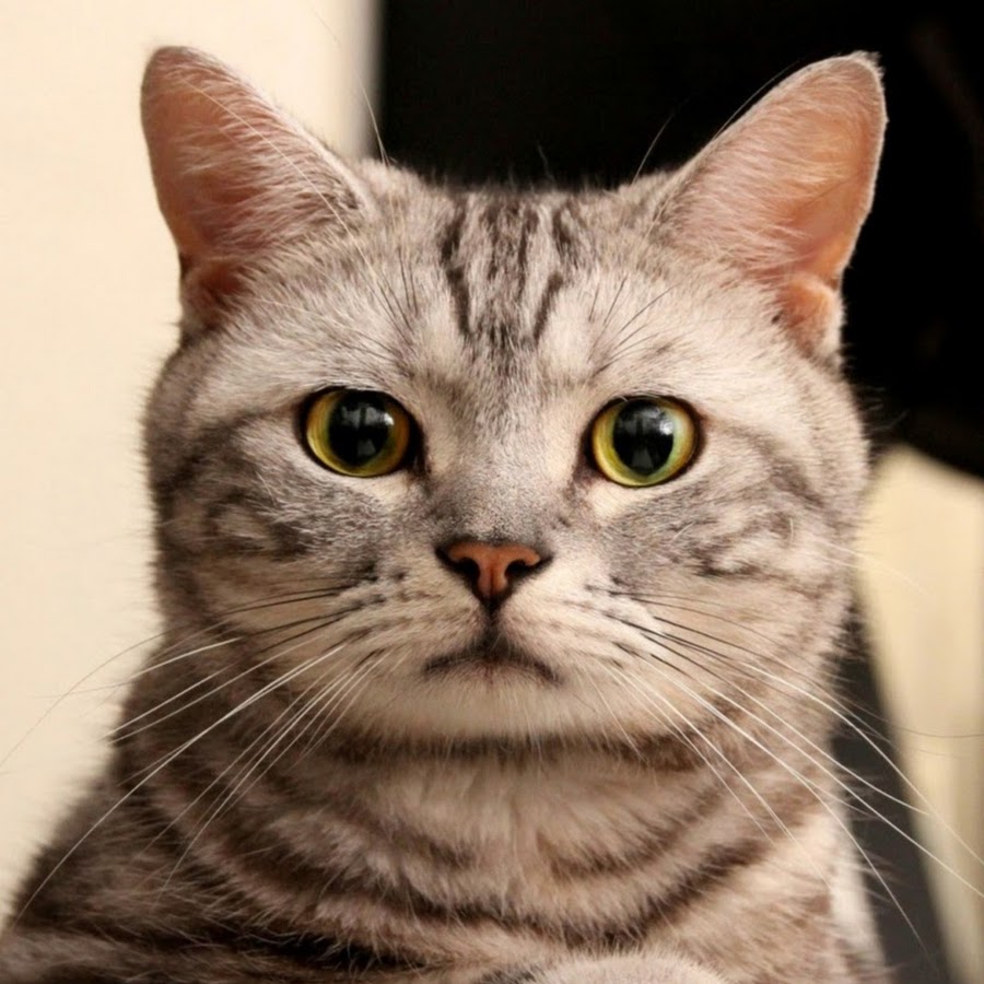 Lucu kucing YouTube kanalı avatarı