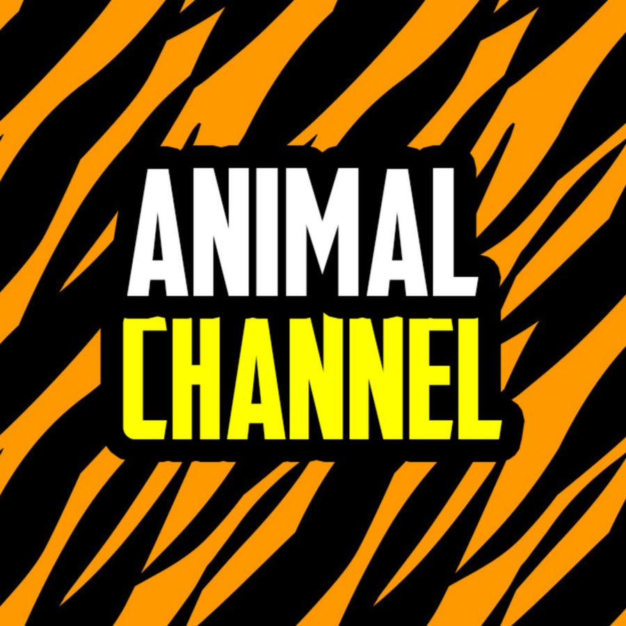 Animal Channel YouTube 频道头像