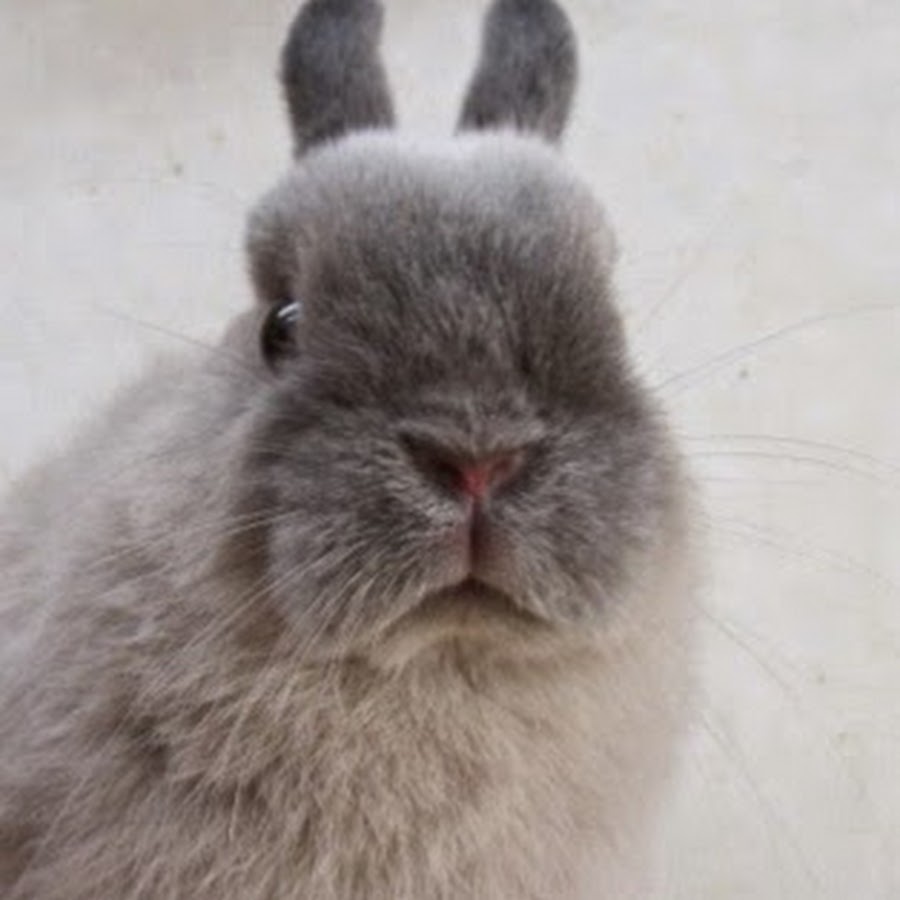 うさぎ フェレット専門店 ピュア Youtube