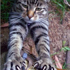 Thumbnail of related channel