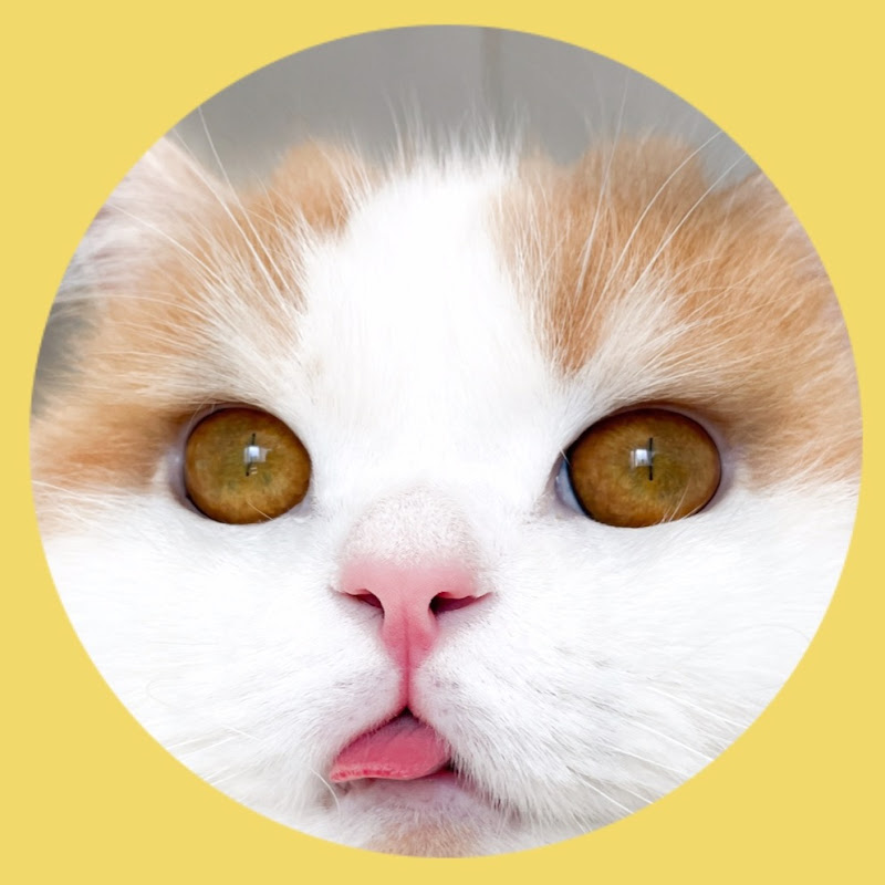 猫のレモンちゃんねる Cat Lemon Chの年収や時給など収入情報を大公開 Youtuber ユーチューバー ならtuberチャンネル