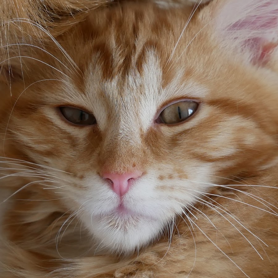 Merlin the Maine Coon YouTube channel avatar