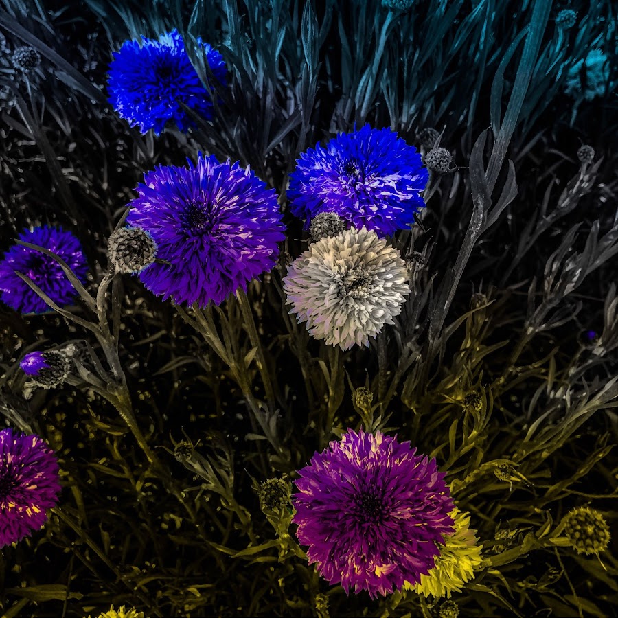 みかきょ Youtube