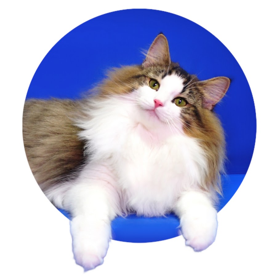 í”¼ë‹ˆì—”ìŠ¤of Cats YouTube channel avatar