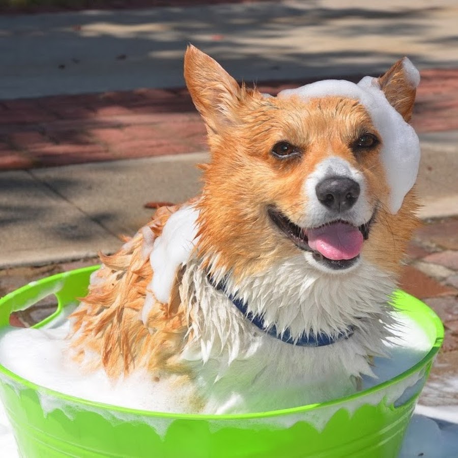 Yogi the Corgi Avatar de canal de YouTube