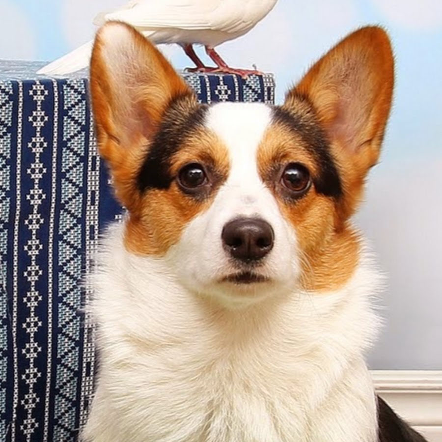 Millythecorgi यूट्यूब चैनल अवतार