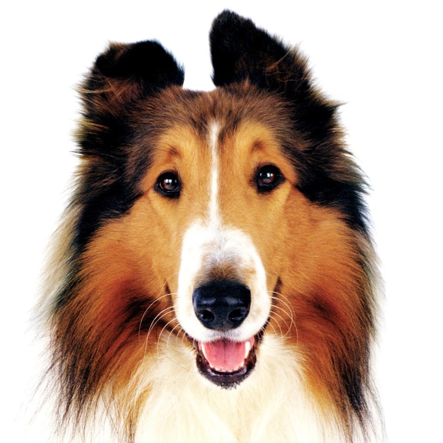 Lassie YouTube channel avatar