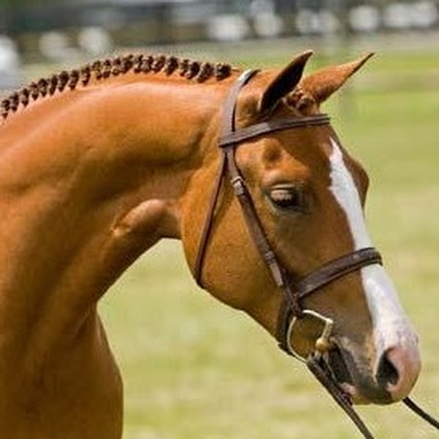 Daventry Equestrian
