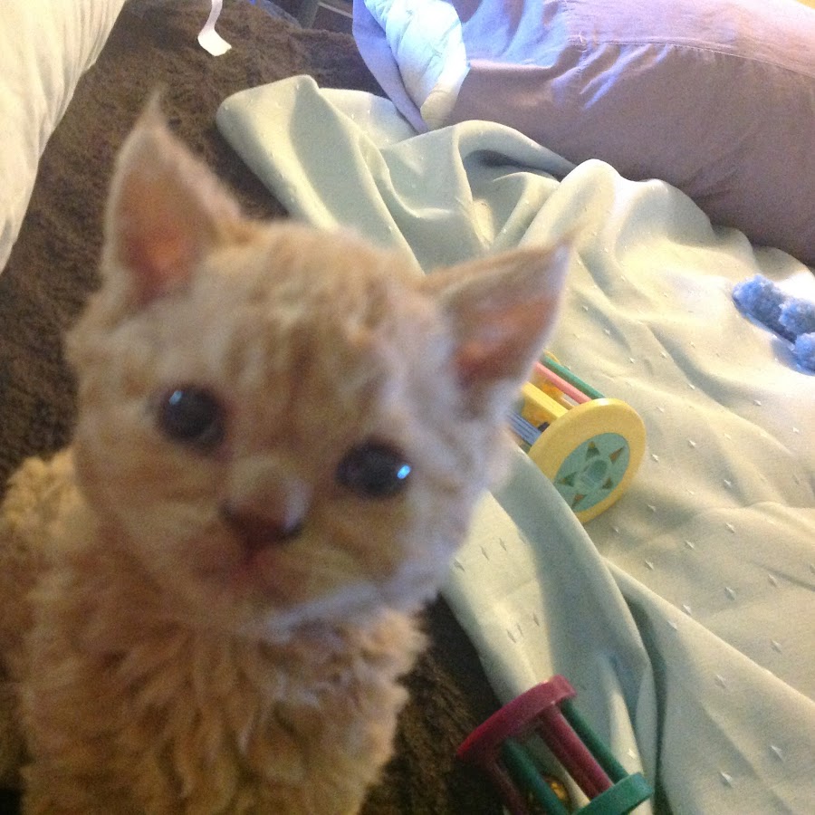 The Wholly Cats Selkirk Rex Chat Mouton Youtube