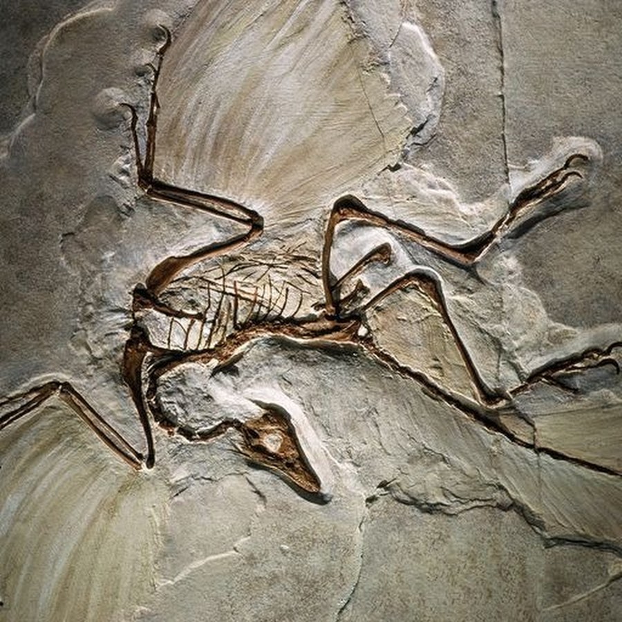 Kosmononychus Kreepus