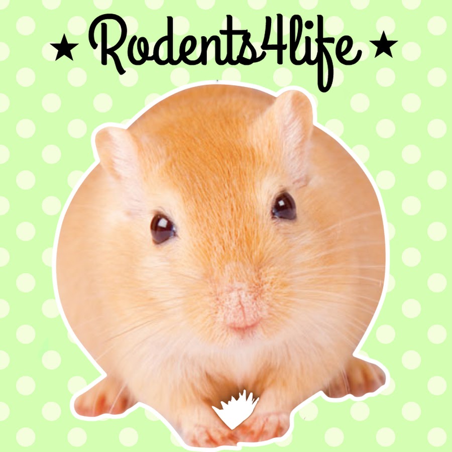 Rodents4life YouTube channel avatar