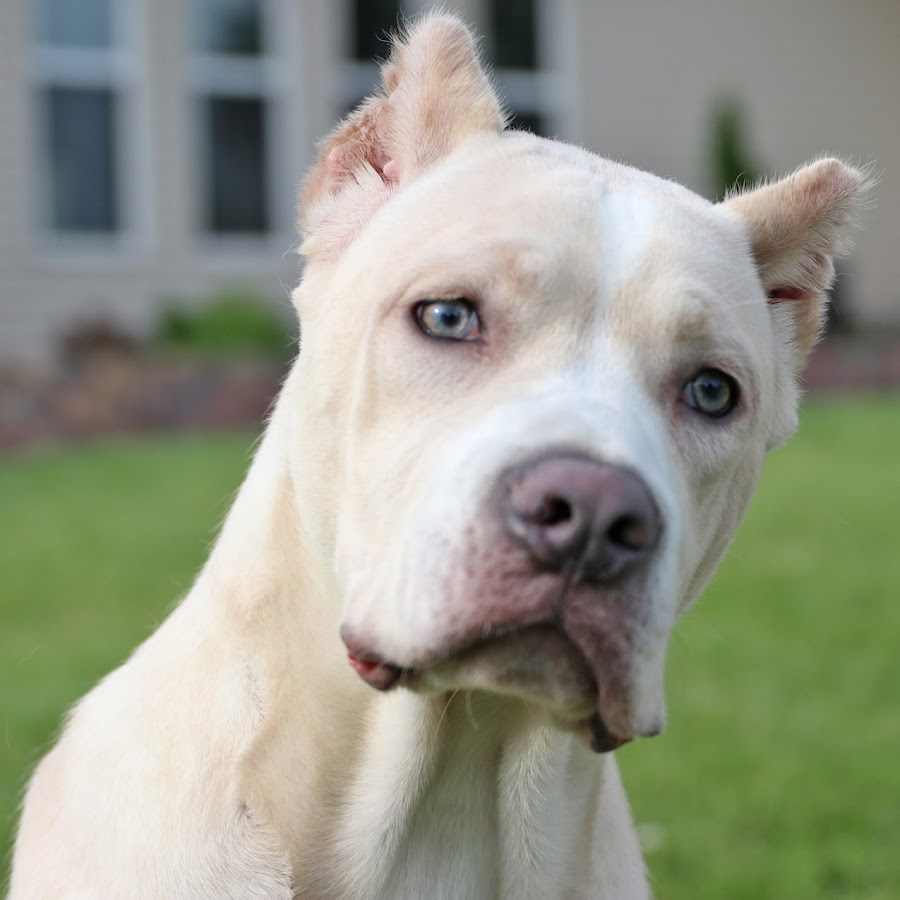 Shipley Cane Corso YouTube channel avatar