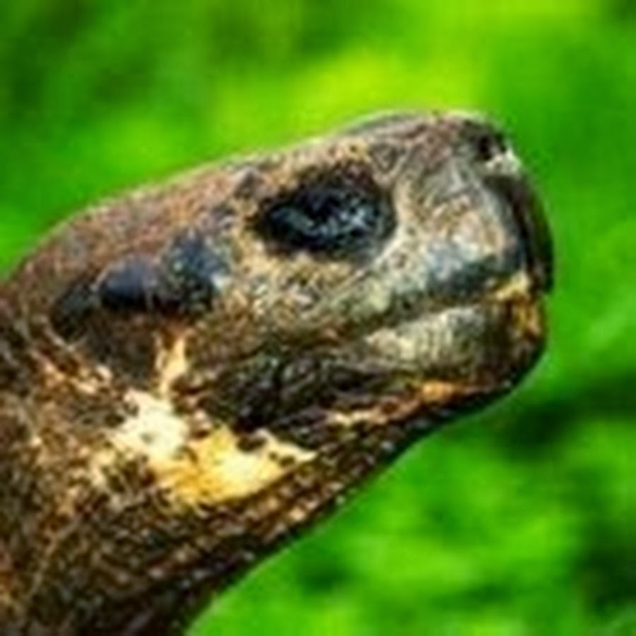 TheTurtleHouse YouTube channel avatar