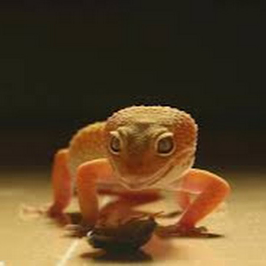 ユーレプタイルズ You Reptiles Youtube