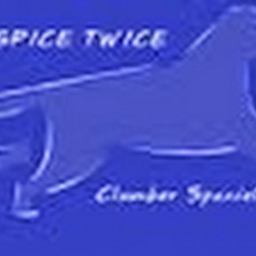 Spice Twice Clumber Spaniels ইউটিউব চ্যানেল অ্যাভাটার