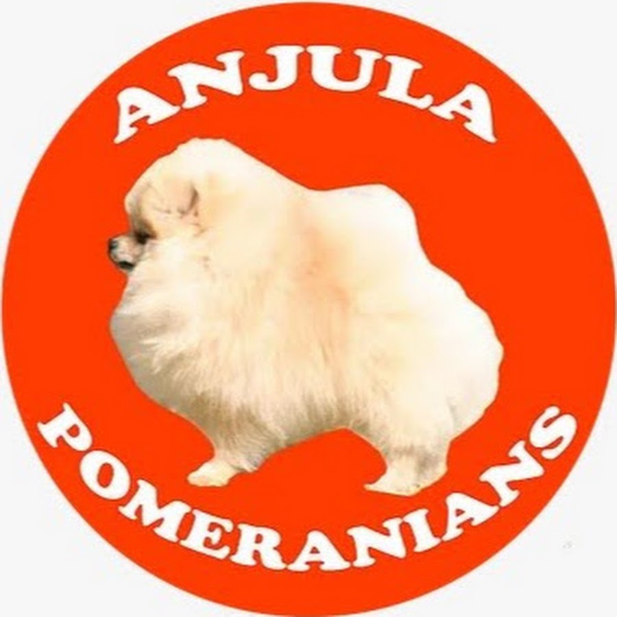 Anjula Pomeranians رمز قناة اليوتيوب