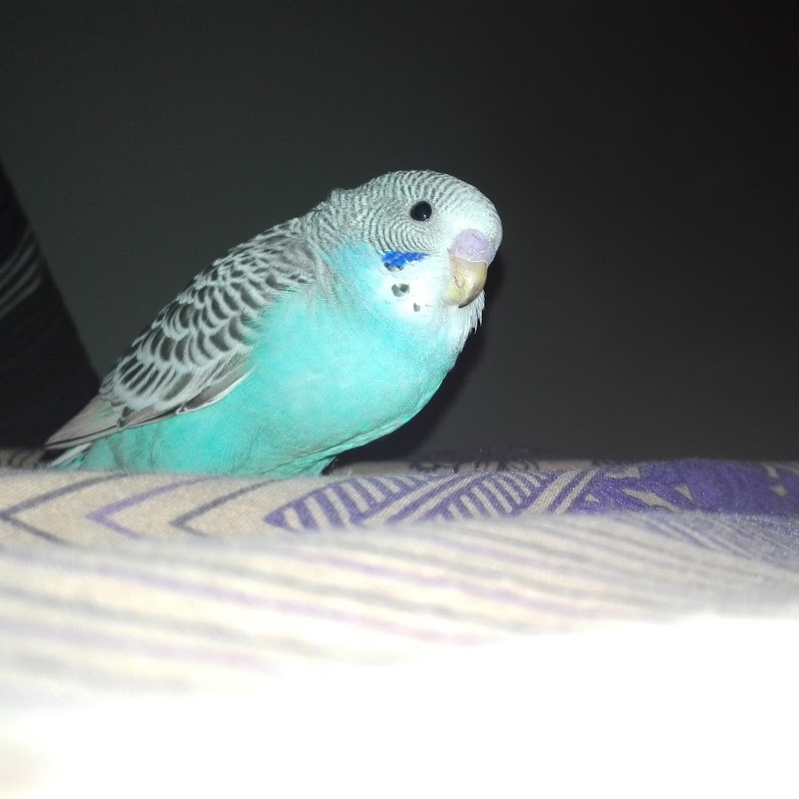 Budgies channel