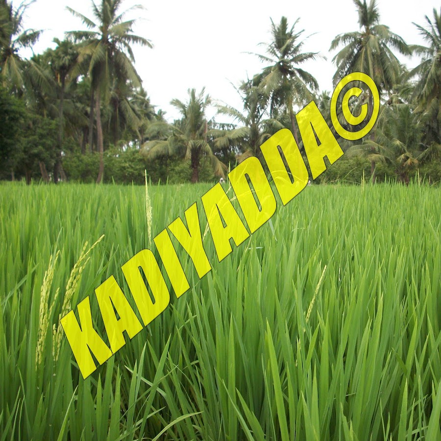 Kadiyadda YouTube channel avatar