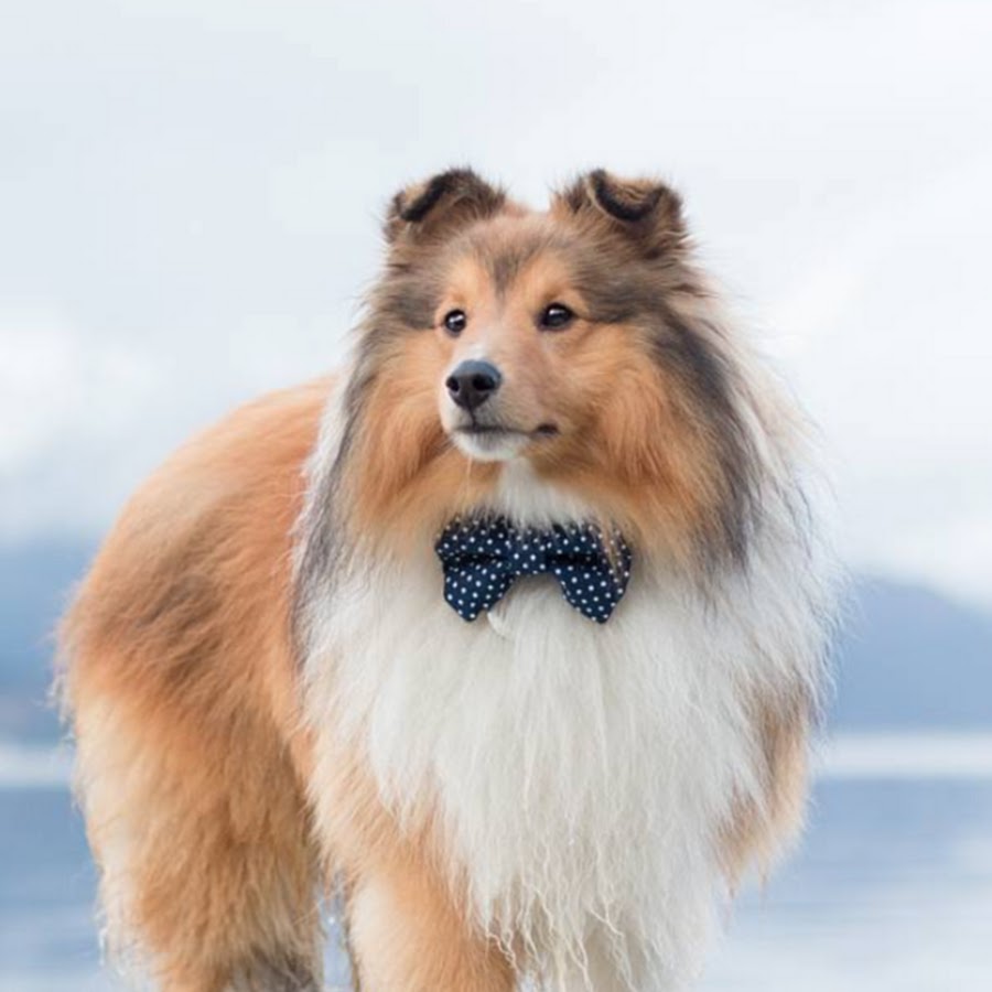 Luca The Sheltie Avatar canale YouTube 