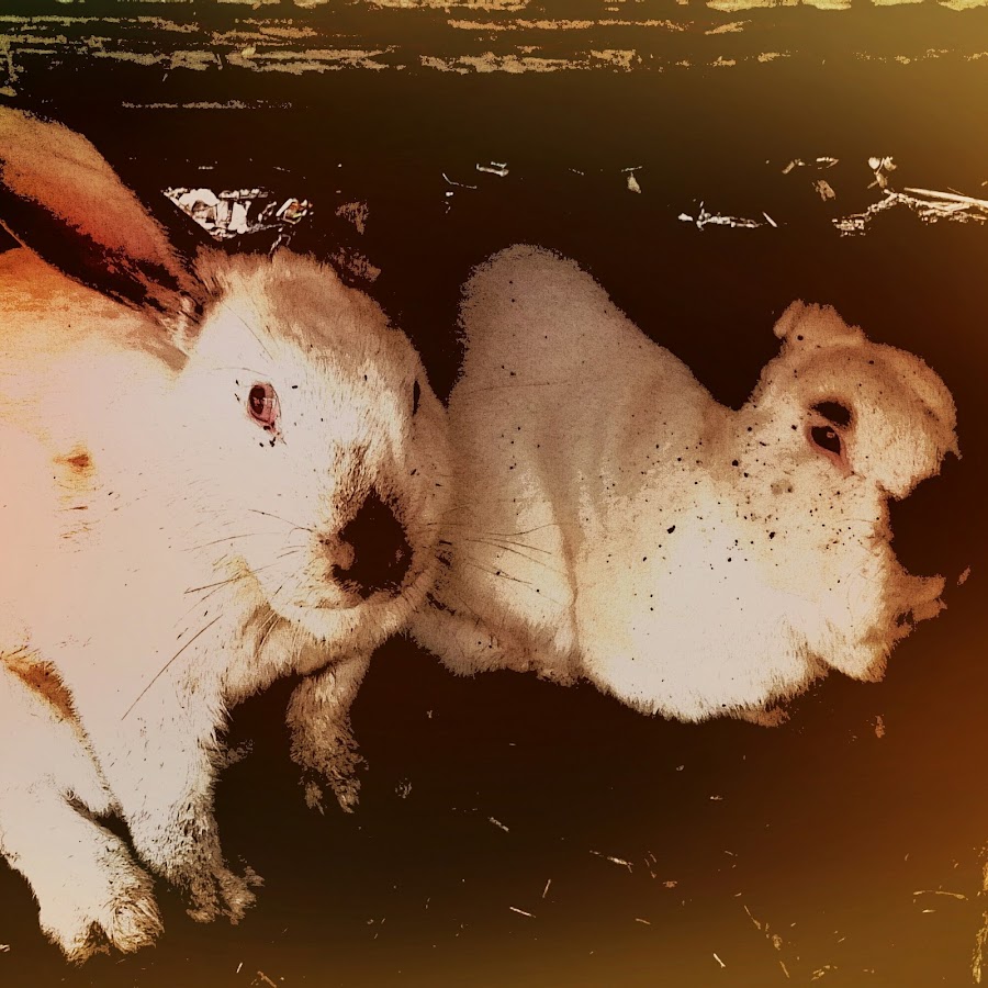 Peebles' Rabbit Colony