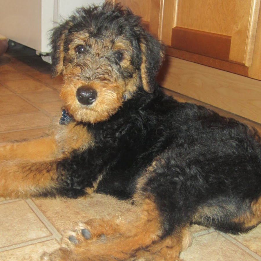 Airedale Terrier World ইউটিউব চ্যানেল অ্যাভাটার