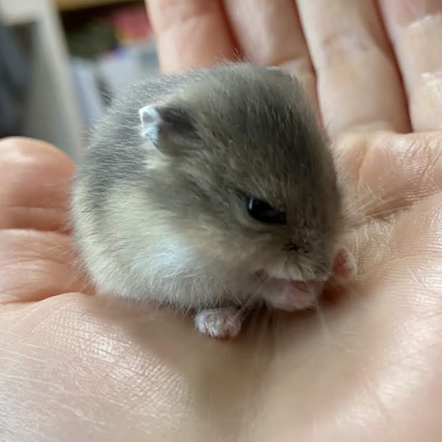 ジャイさん Youtube