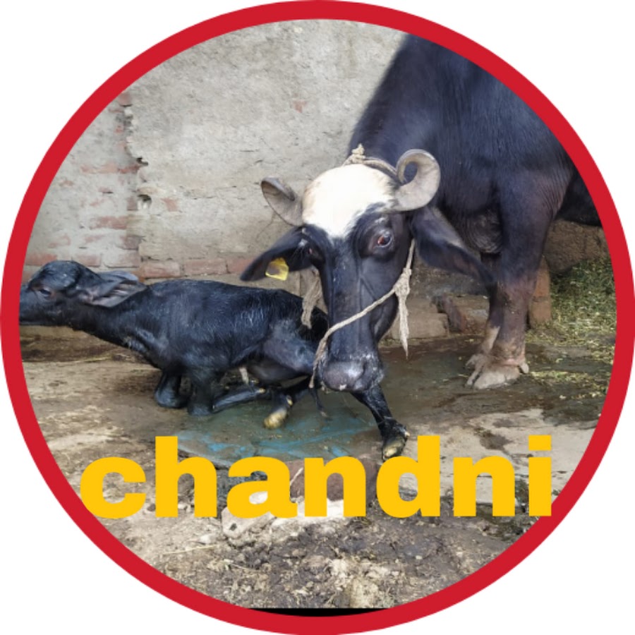 Chandni dairy farm YouTube channel avatar