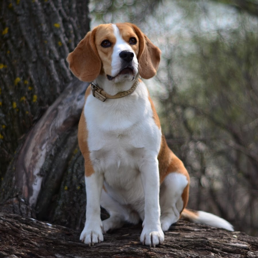 Beagle Mayla
