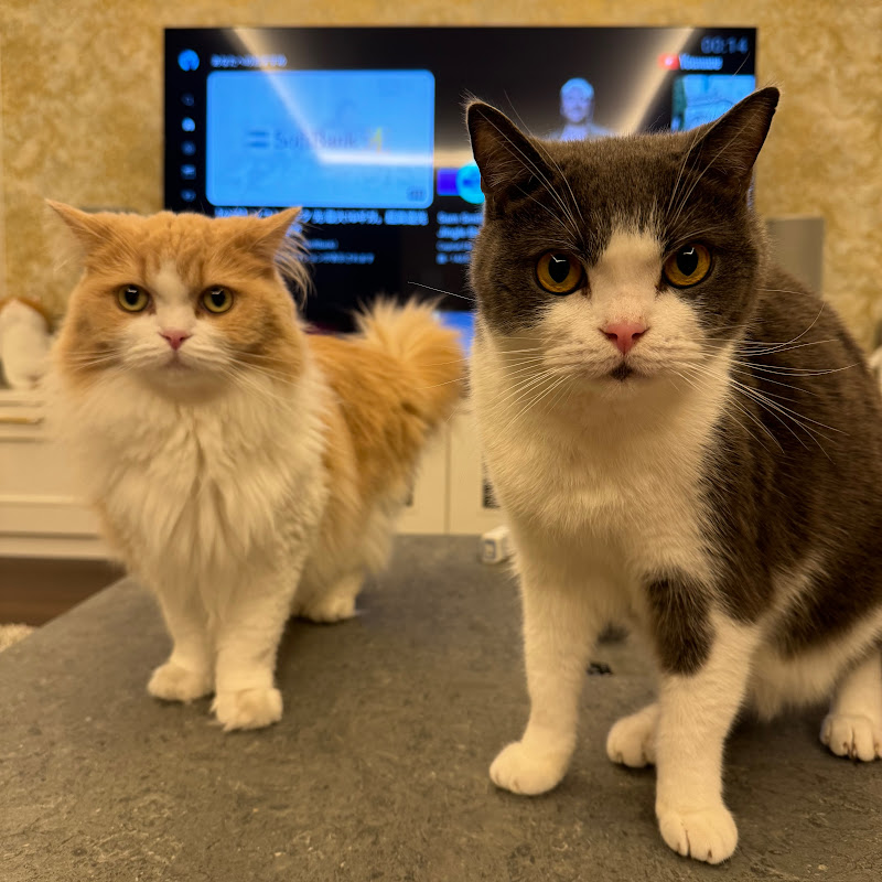 高瀬統也 - 網紅的藏寶箱 