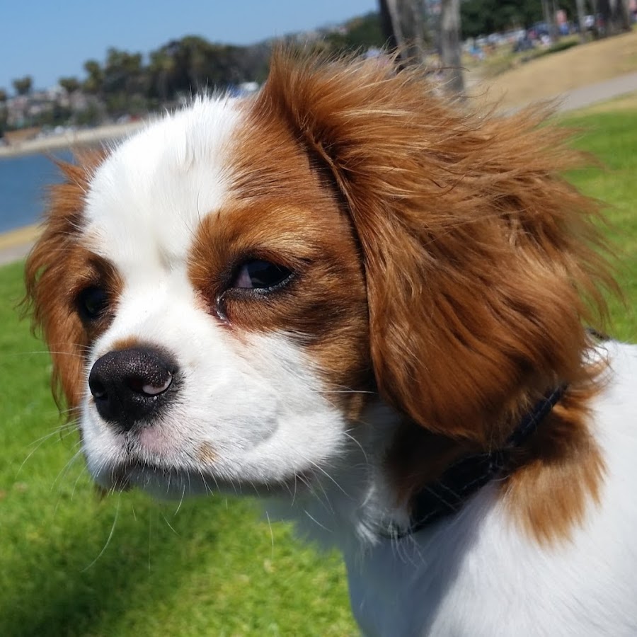 ANNIE the Cavalier King Charles Spaniel Аватар канала YouTube