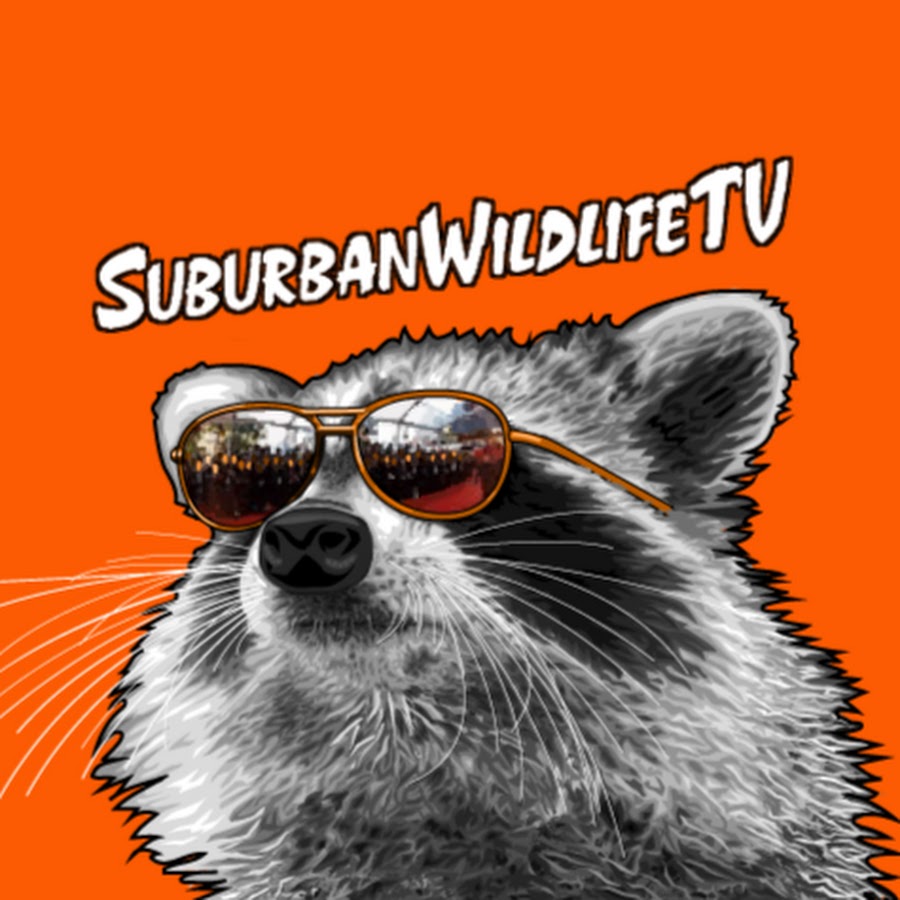 SuburbanWildlifeTV YouTube channel avatar