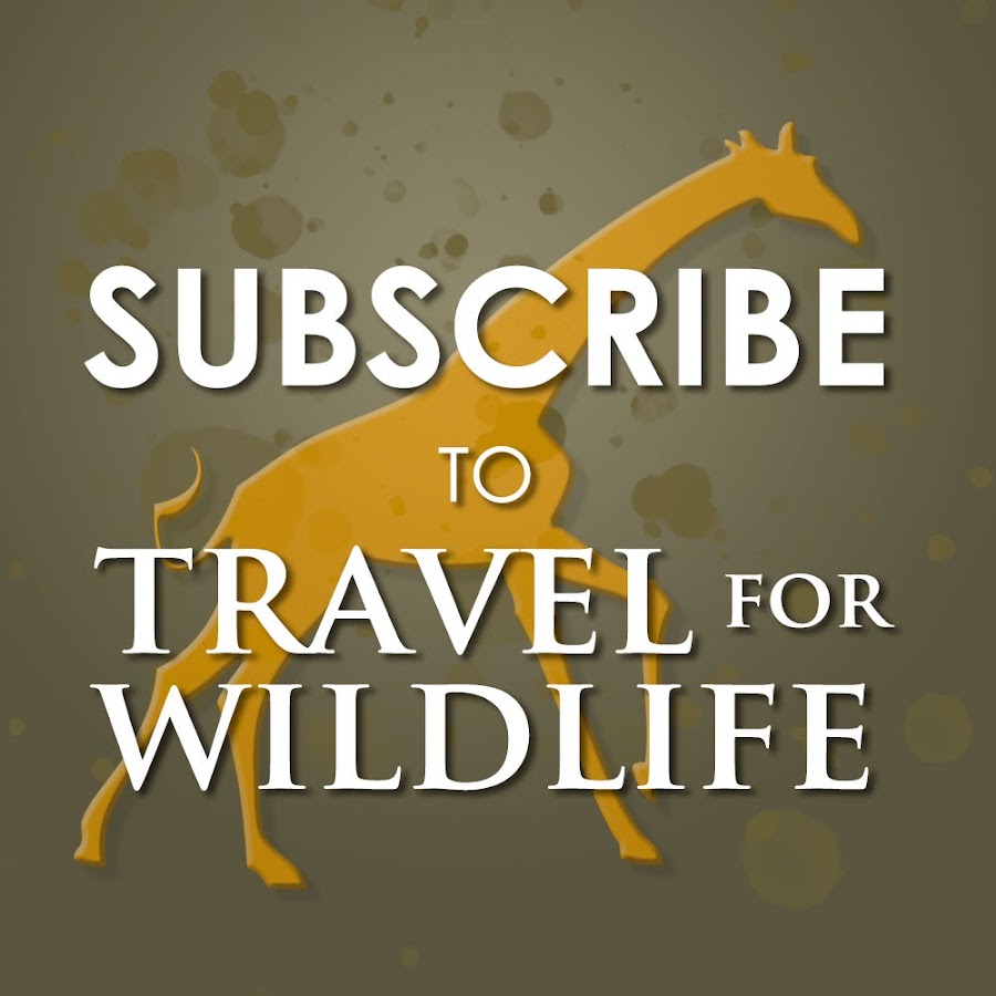 Travel For Wildlife Avatar del canal de YouTube